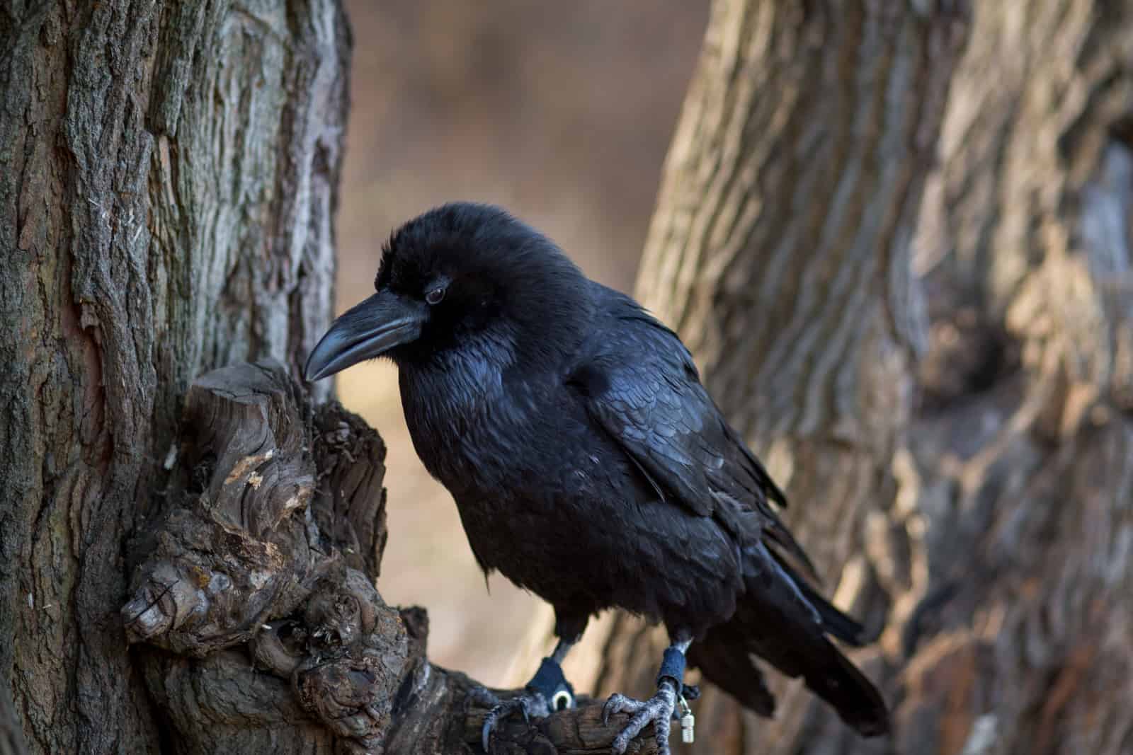 Close-up of a beautiful big black crow perched on a tree