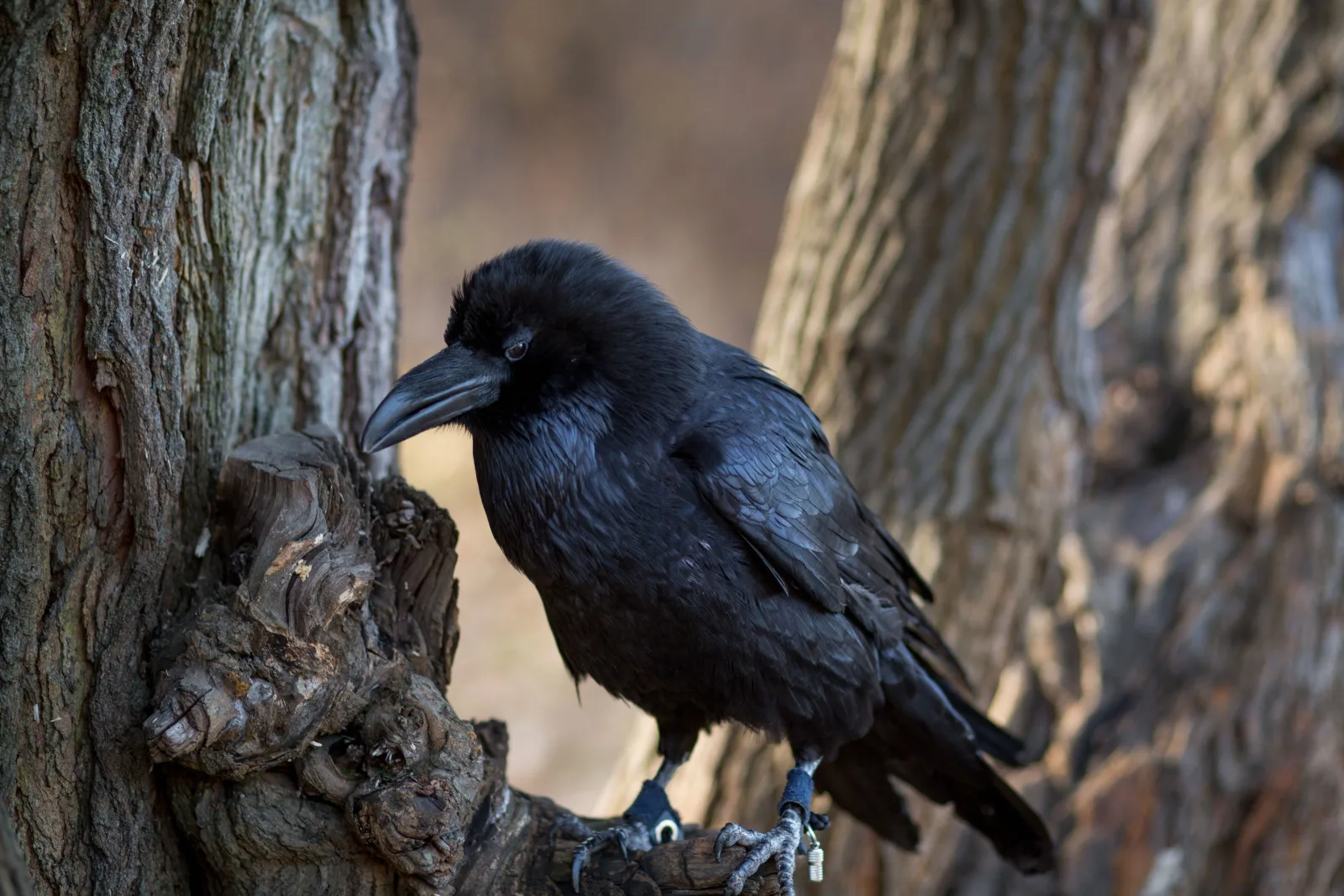 How to attract crows to make your garden pest free