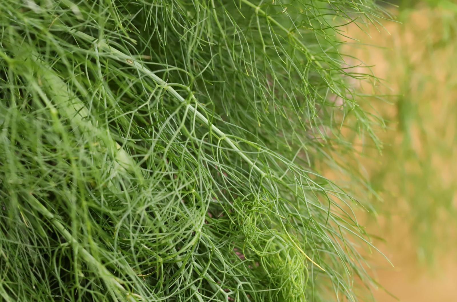 Close up of fennel