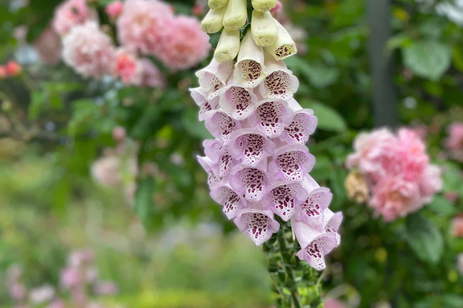 Close up of foxgloves among roses