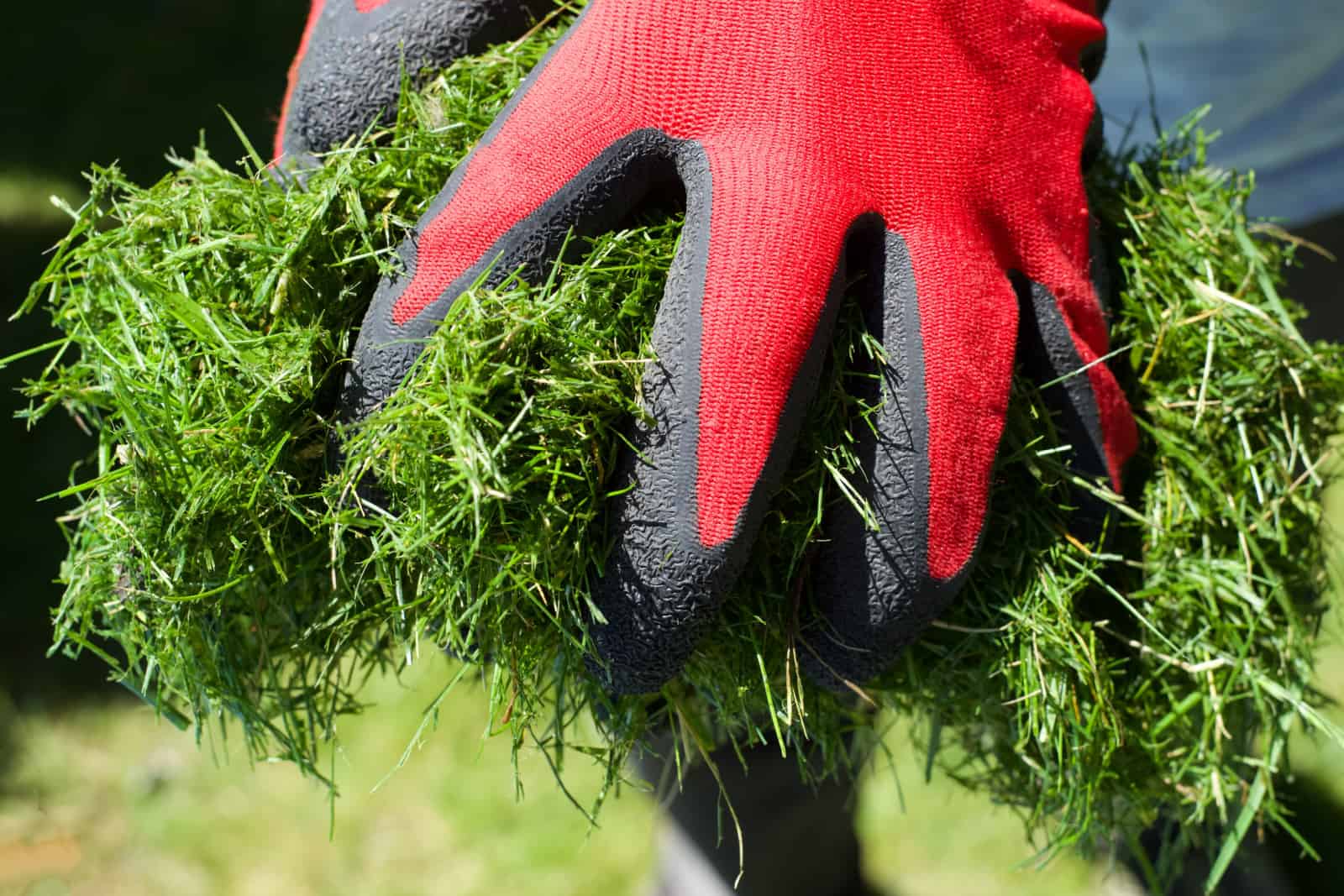 Close-up of male gardener in red and black gloves holding a grass clippings in his yard