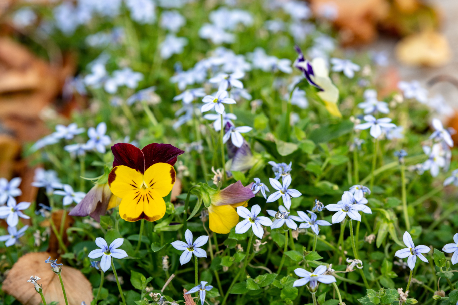 Close up of summer garden with blue star creeper ground cover and yellow and purple pansies in bloom