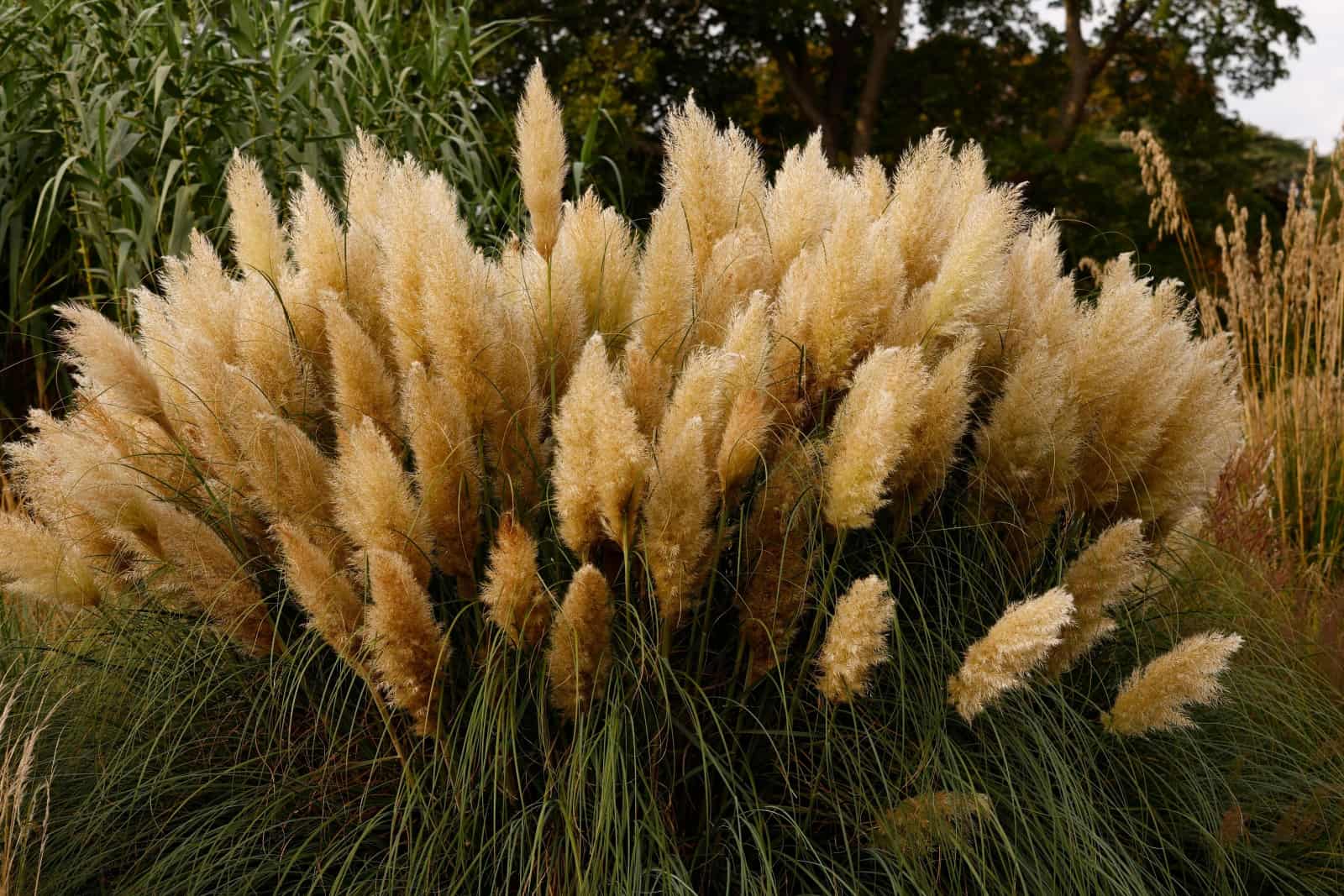 Close up of the tall growing Cortaderia selloana or Pampas grass