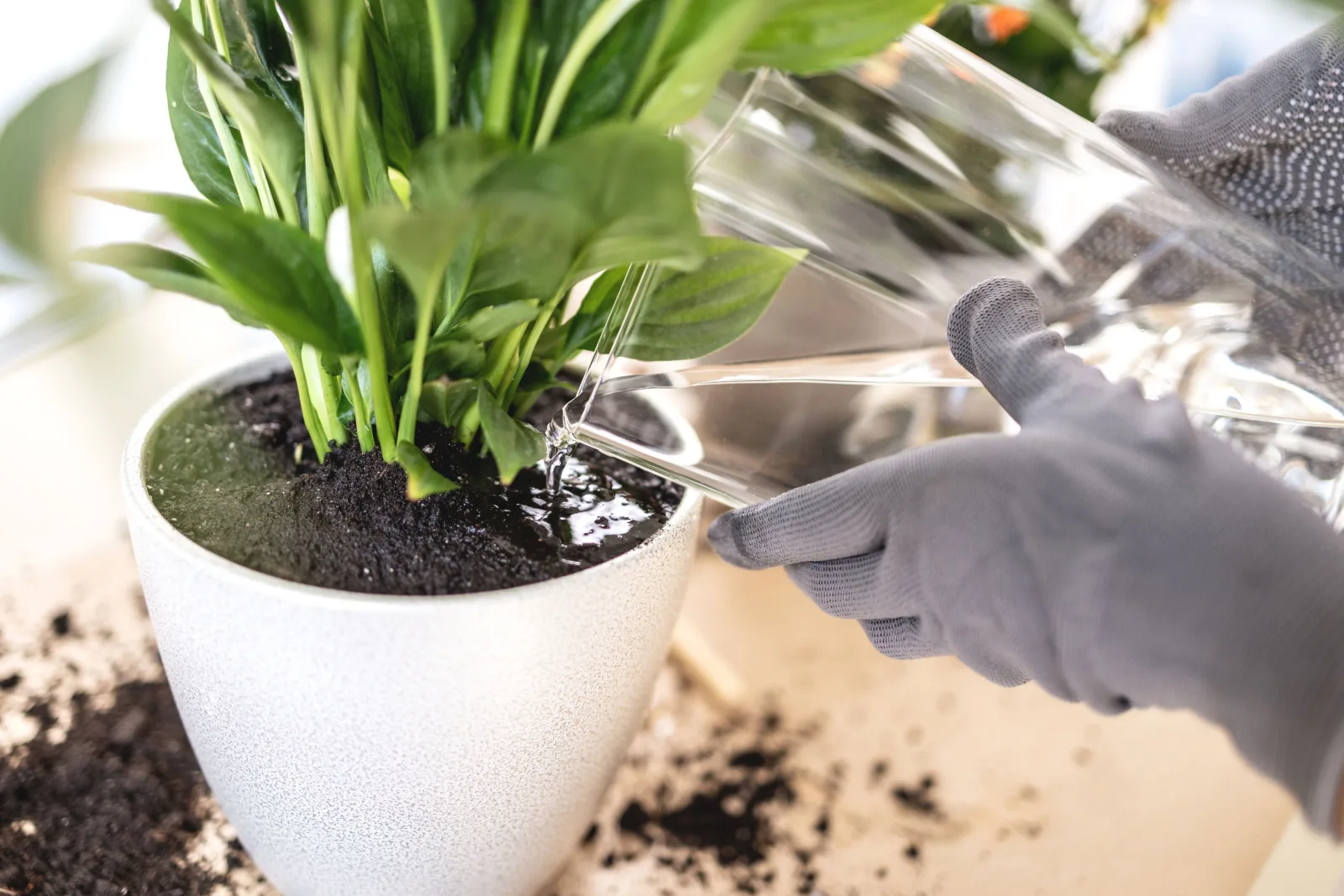 Closeup of Female gardener hands watering plant, white peace lily