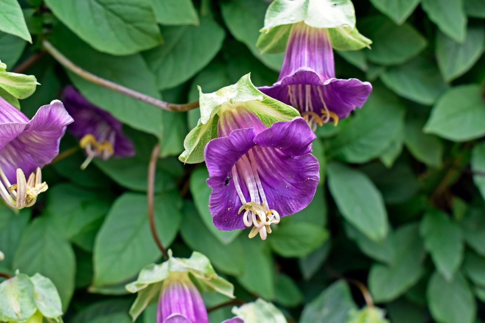 Cobaea Scandens