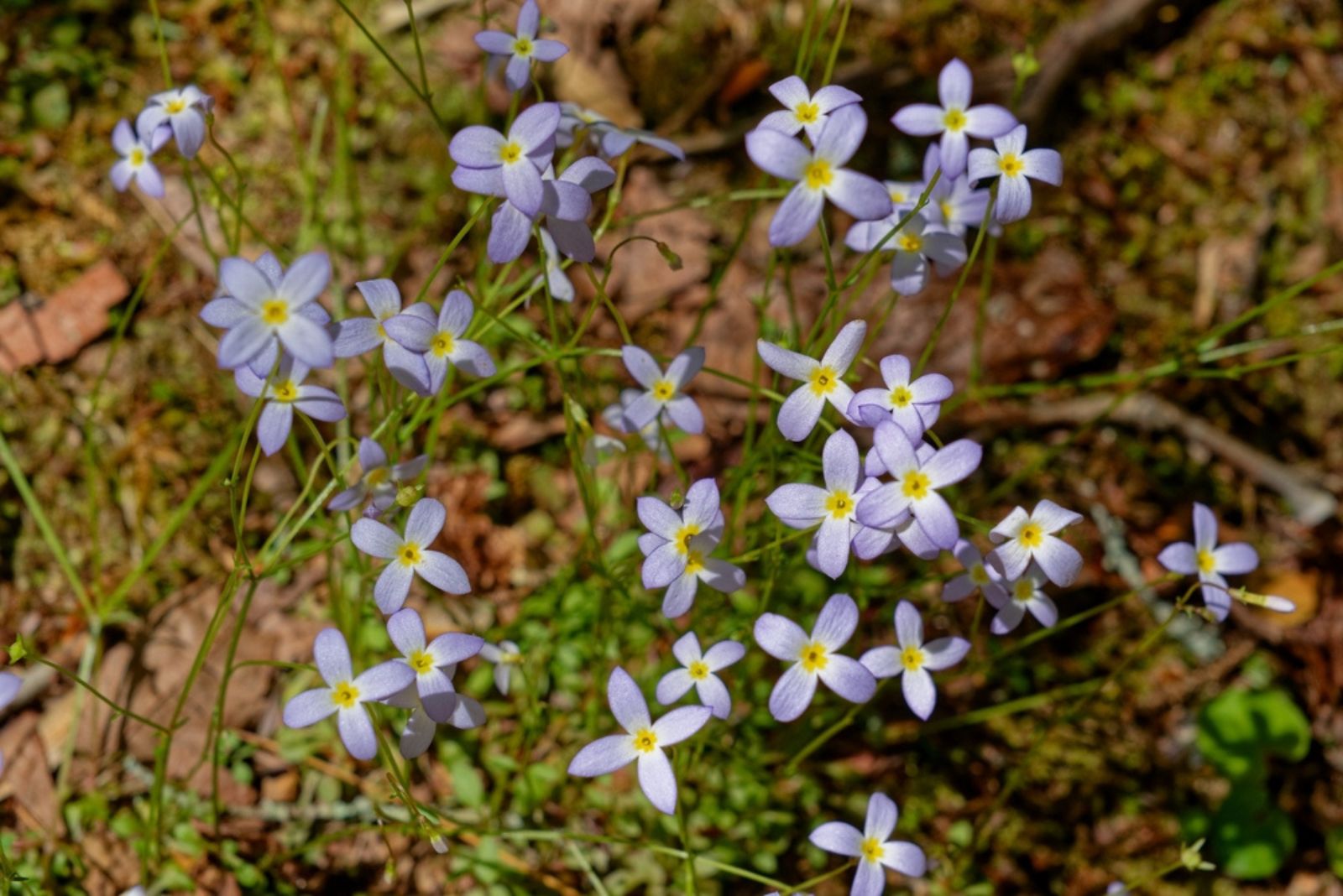 Common Bluets