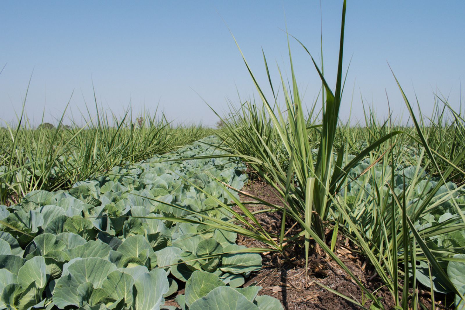 Companion planting of sugarcane and cabbage