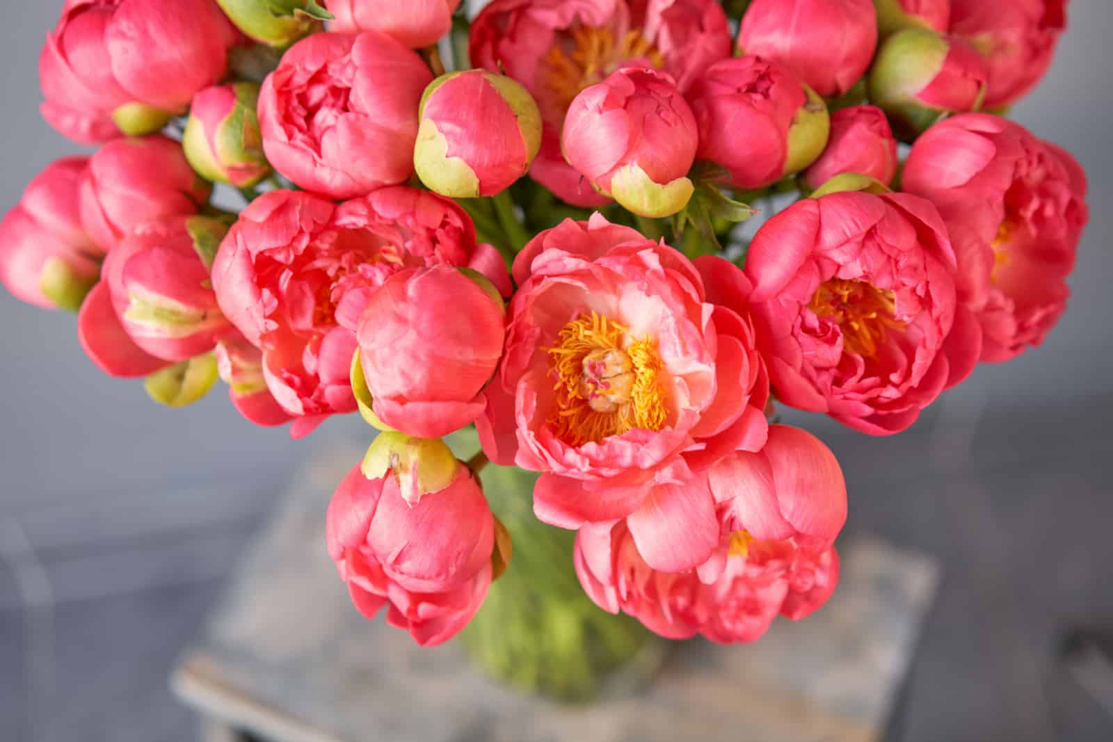 Coral peonies in a glass vase on wooden table.