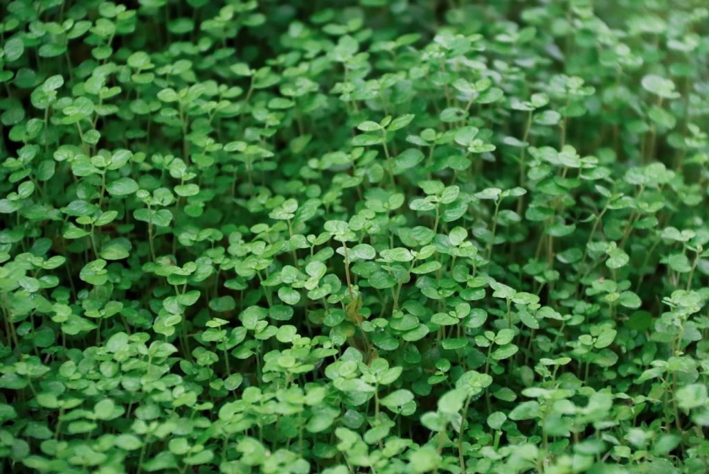 Don’t Stay Off The Lawn, Grow These 11 Walkable Ground Cover Plants Instead