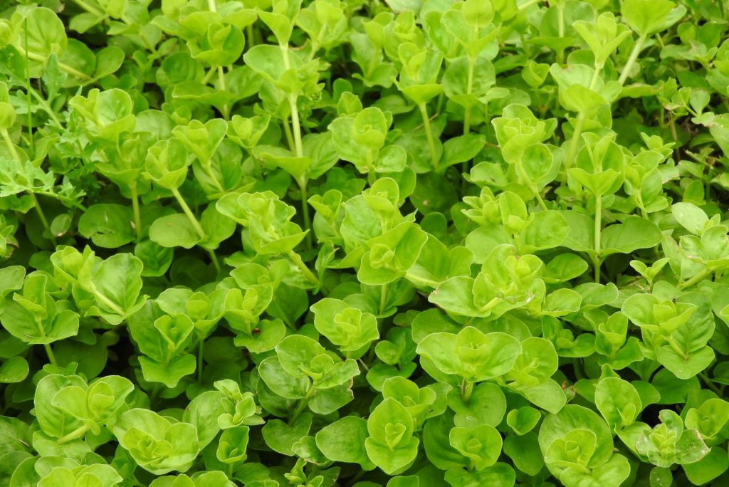 Don’t Stay Off The Lawn, Grow These 11 Walkable Ground Cover Plants Instead