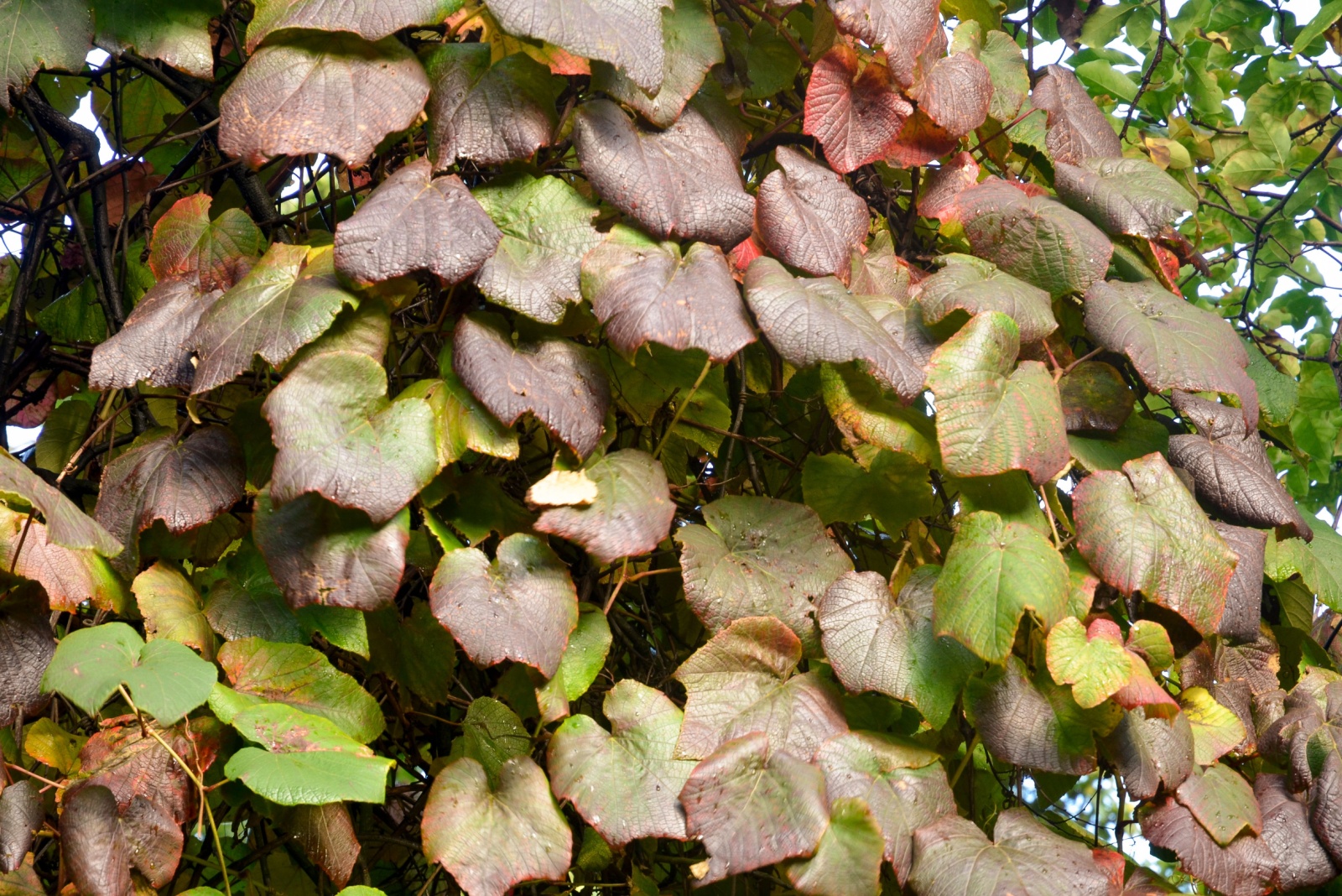 Crimson glory vine