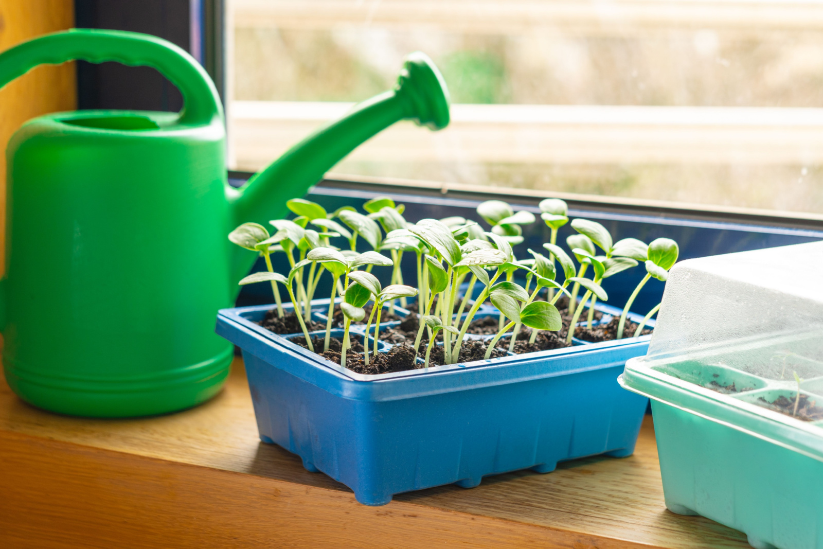 Cucumber sprouts in a container and green watering can on the windowsill