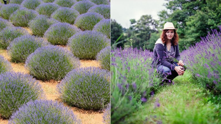photo of lavender bush and a woman