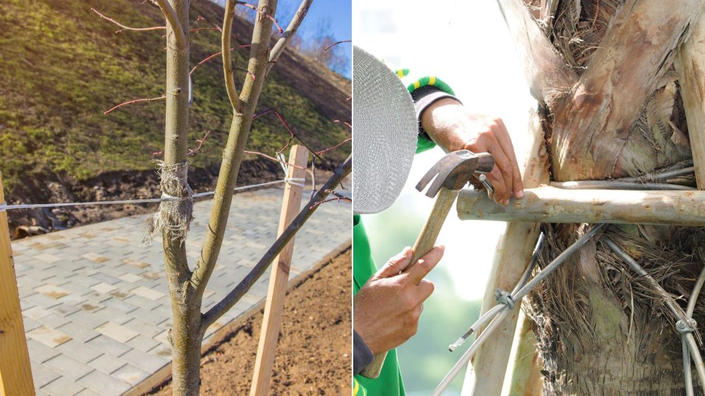 Discover How To Straighten A Leaning Tree In Your Yard