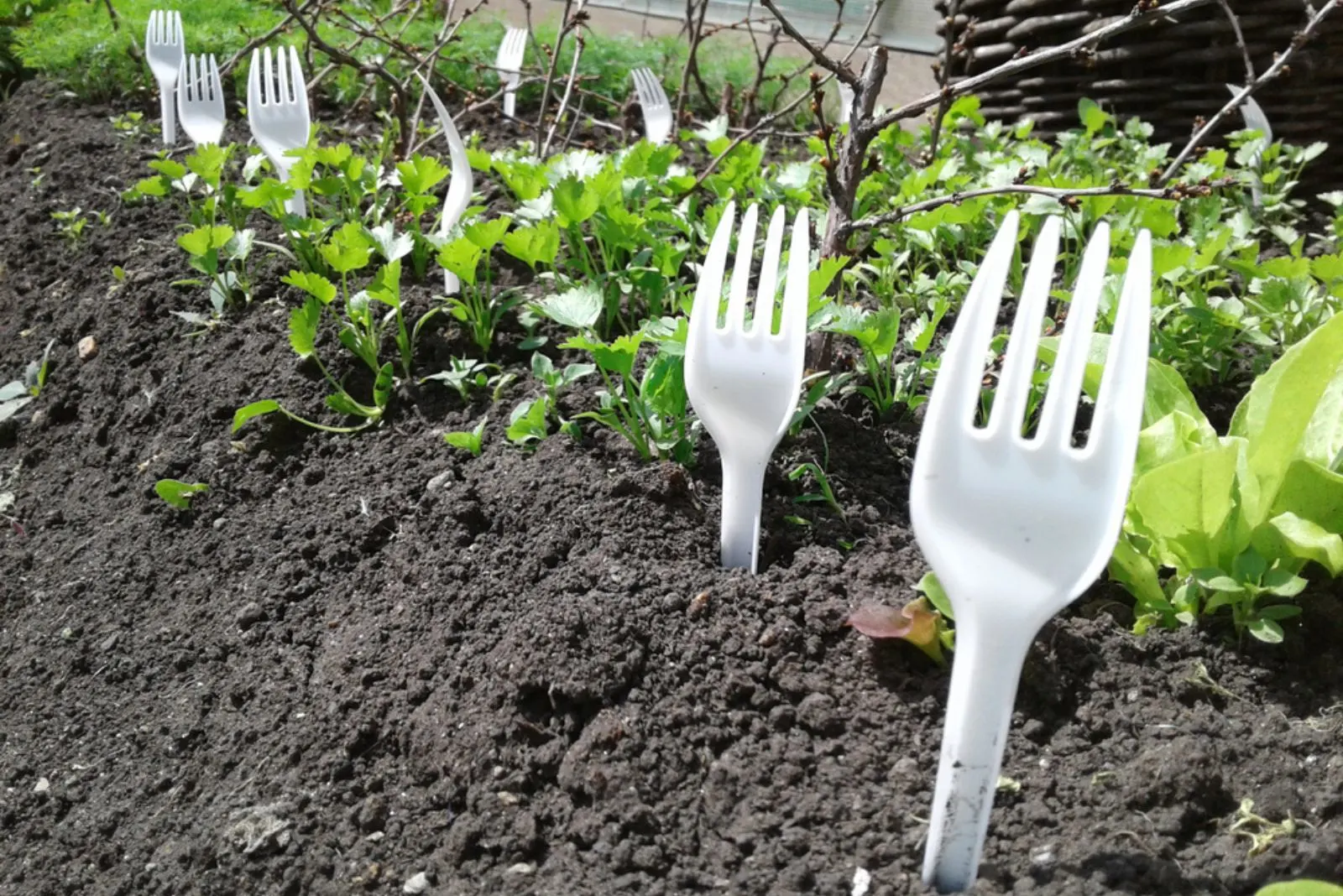 forks in vegetable garden