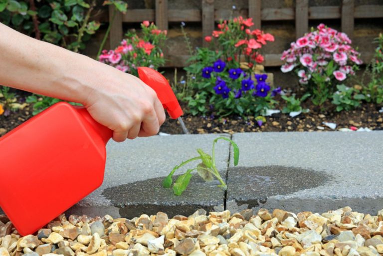 the woman sprays the weeds with vinegar