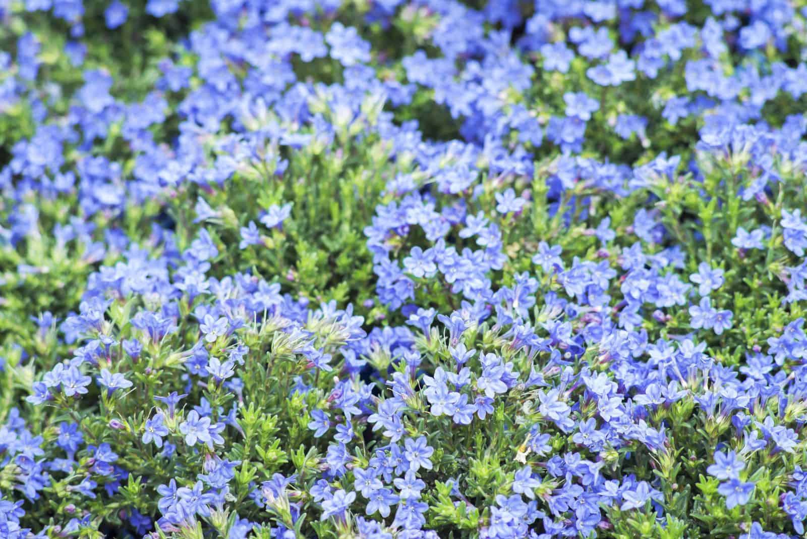 Don’t Stay Off The Lawn, Grow These 11 Walkable Ground Cover Plants Instead