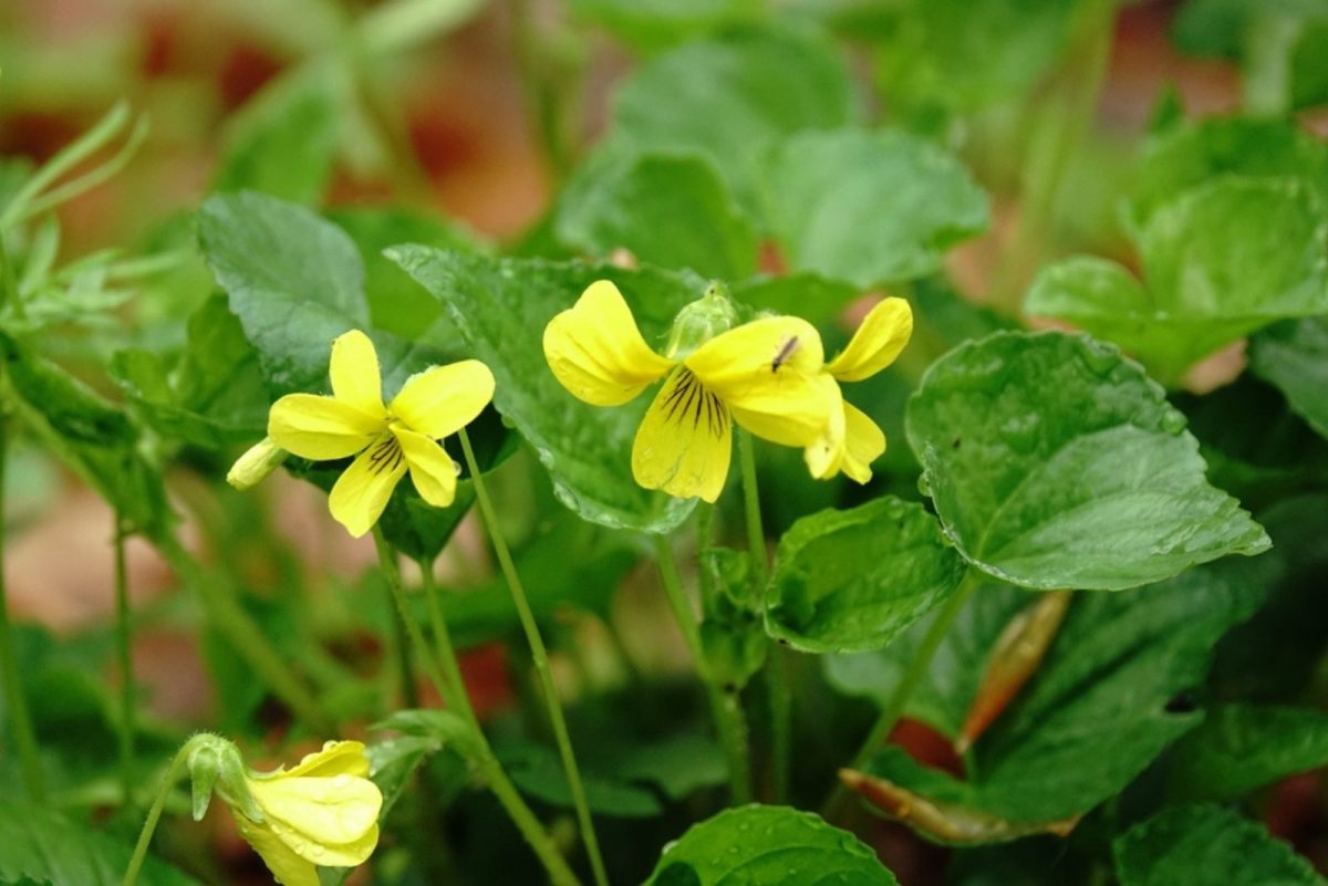 22 Native Plants That Flourish In Shade