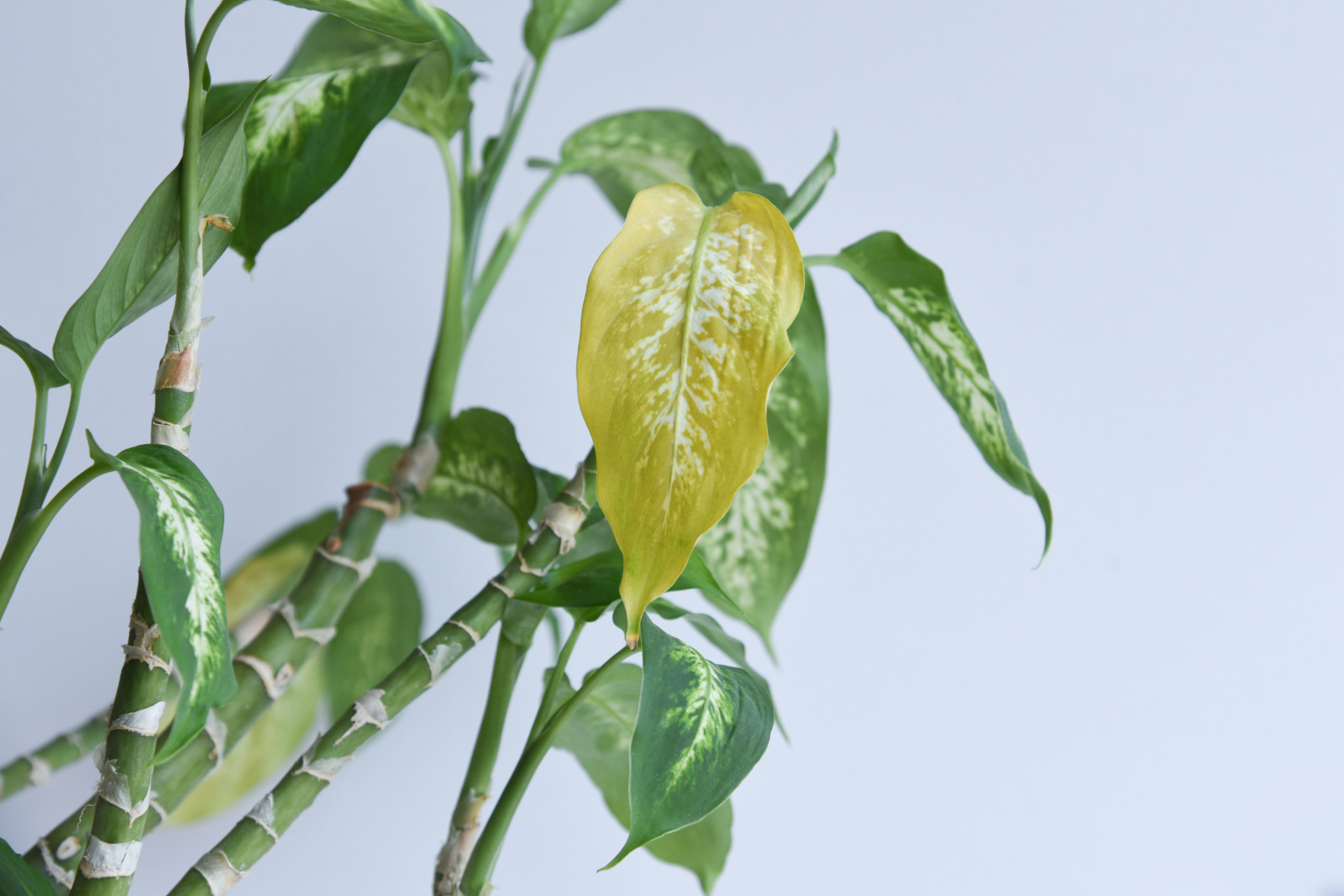 Dying house plant dieffembachia with yellow leaves.