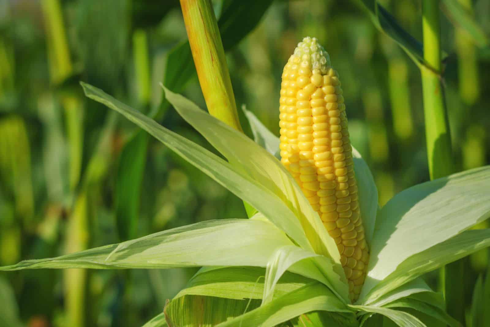 Ear of corn in a field in summer before harvest.