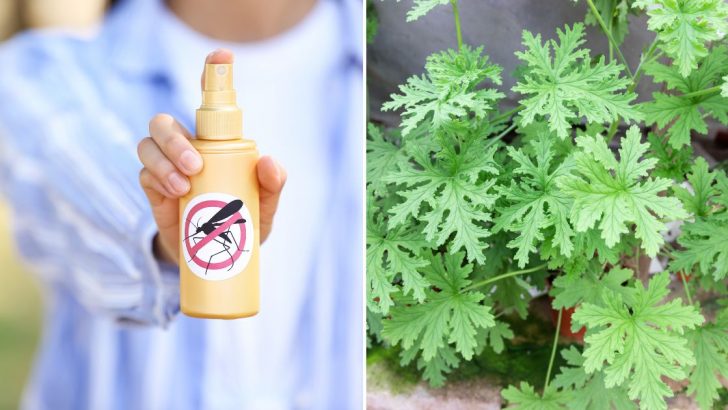Easy DIY Mosquito Repellent That Actually Works