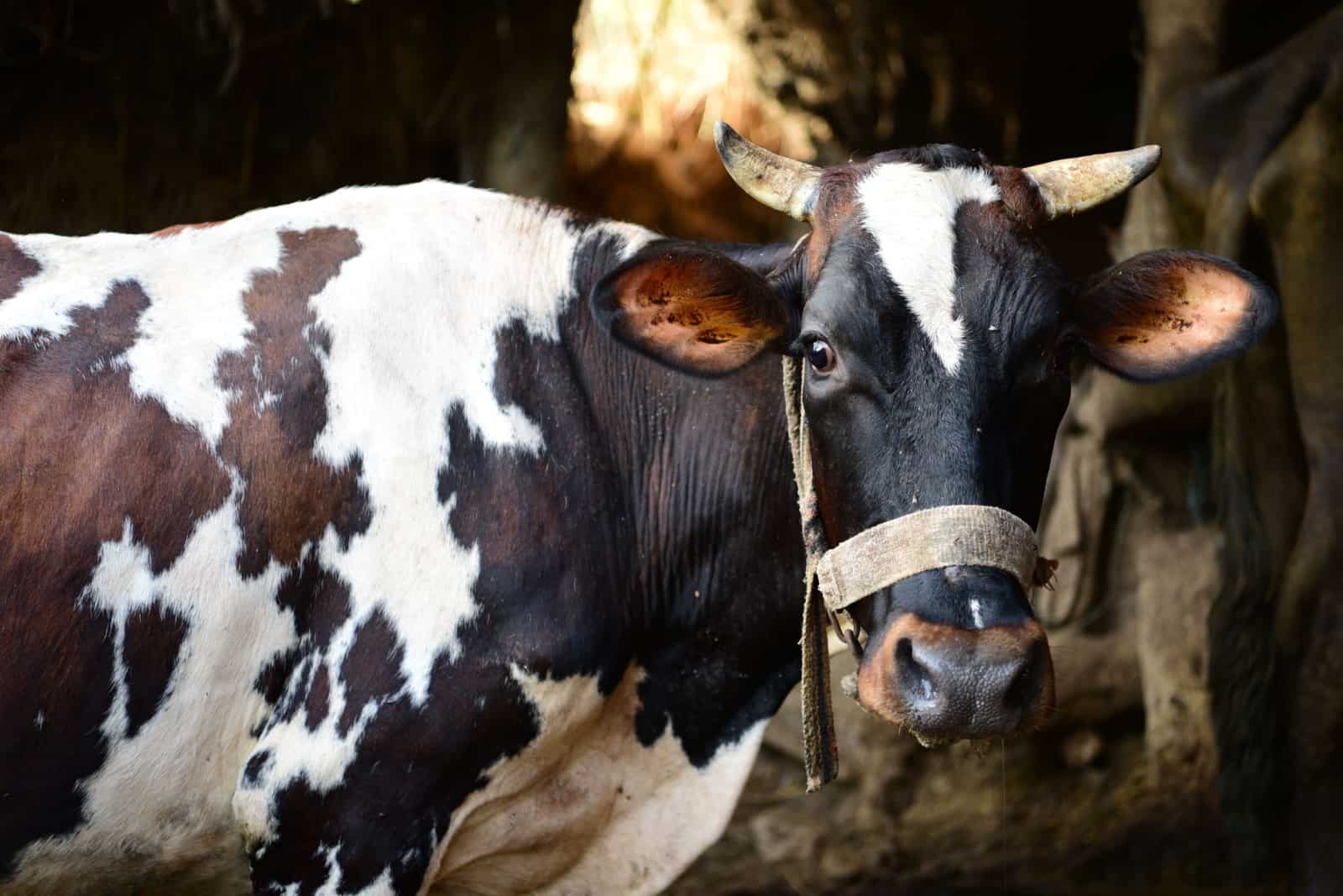 Farm cow in the barn