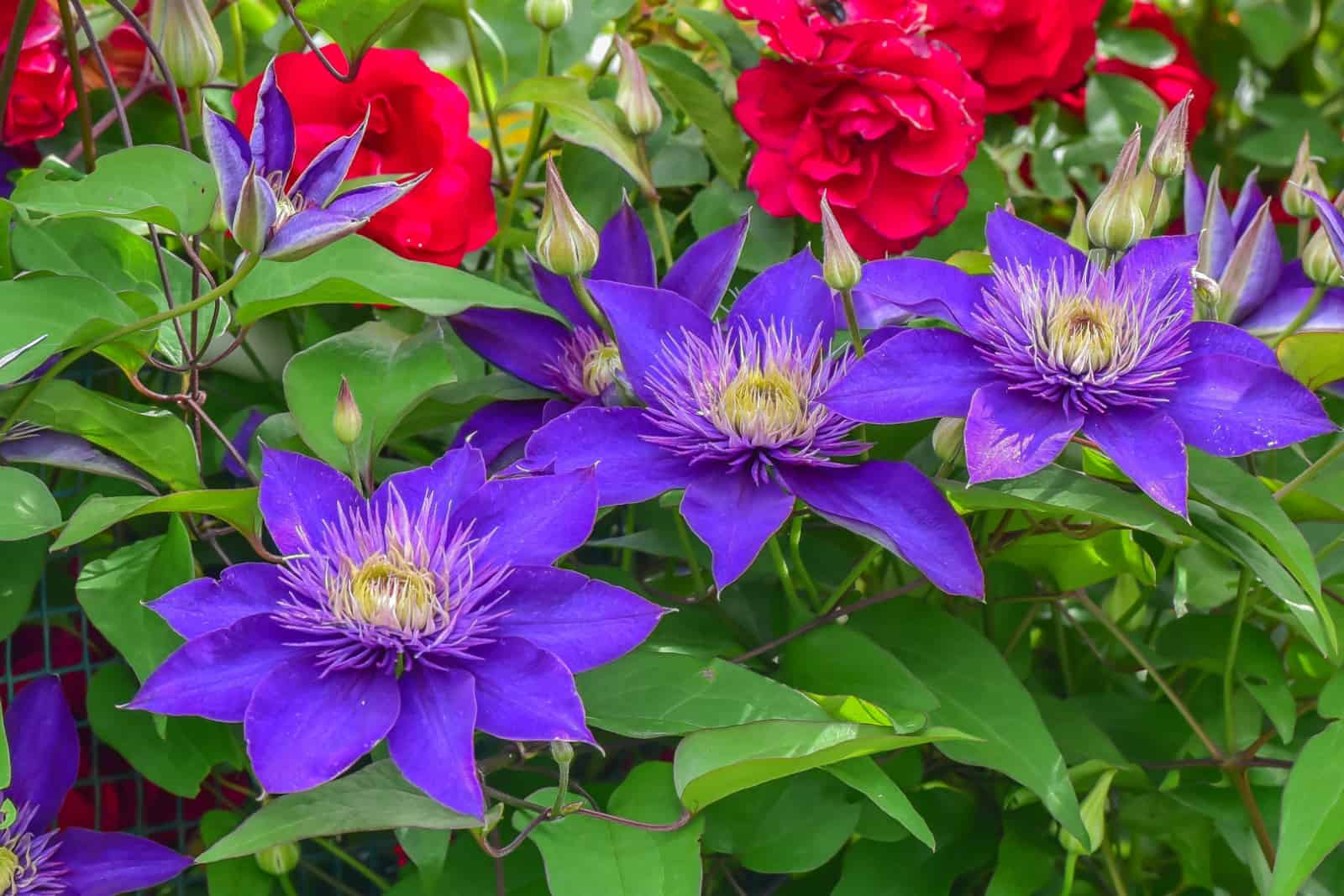 Flowers of blue Clematis on the background of red garden roses