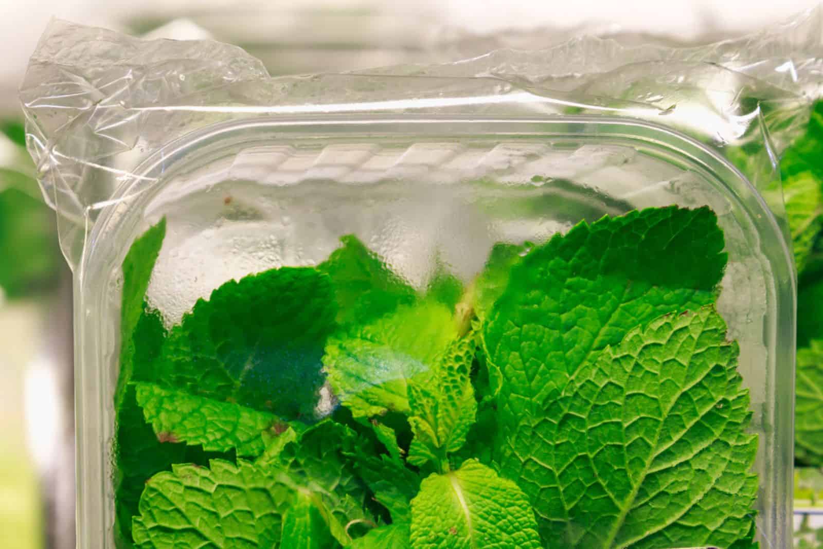 Fresh Mint in cellophane packaging 