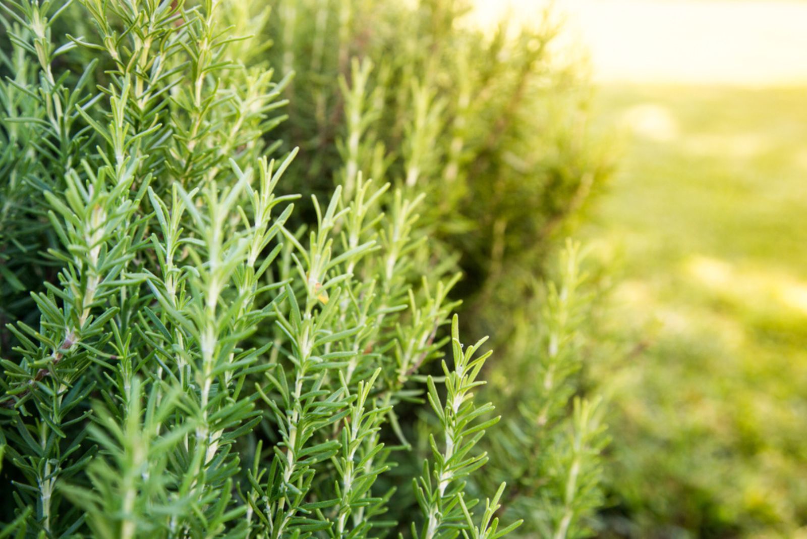 fresh rosemary herb growing outdoor