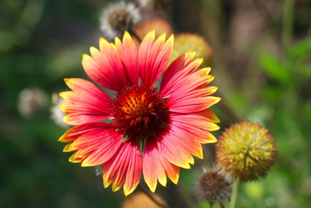 7 Reasons To Add Blanket Flowers To Your Garden