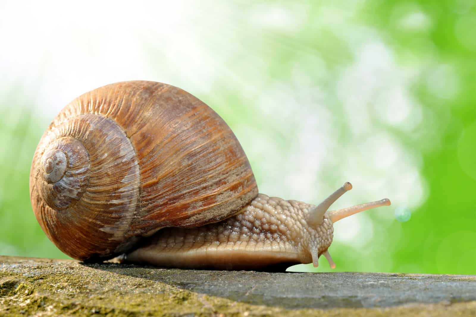 Garden snail (Helix aspersa)