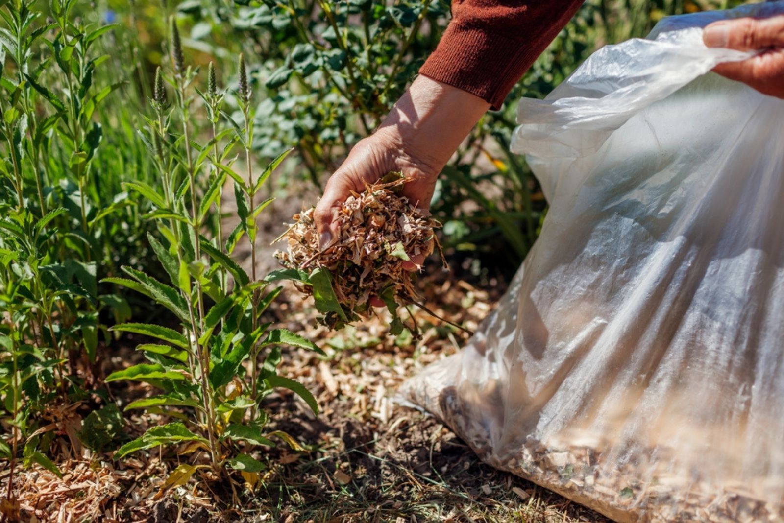 Gardener mulching garden