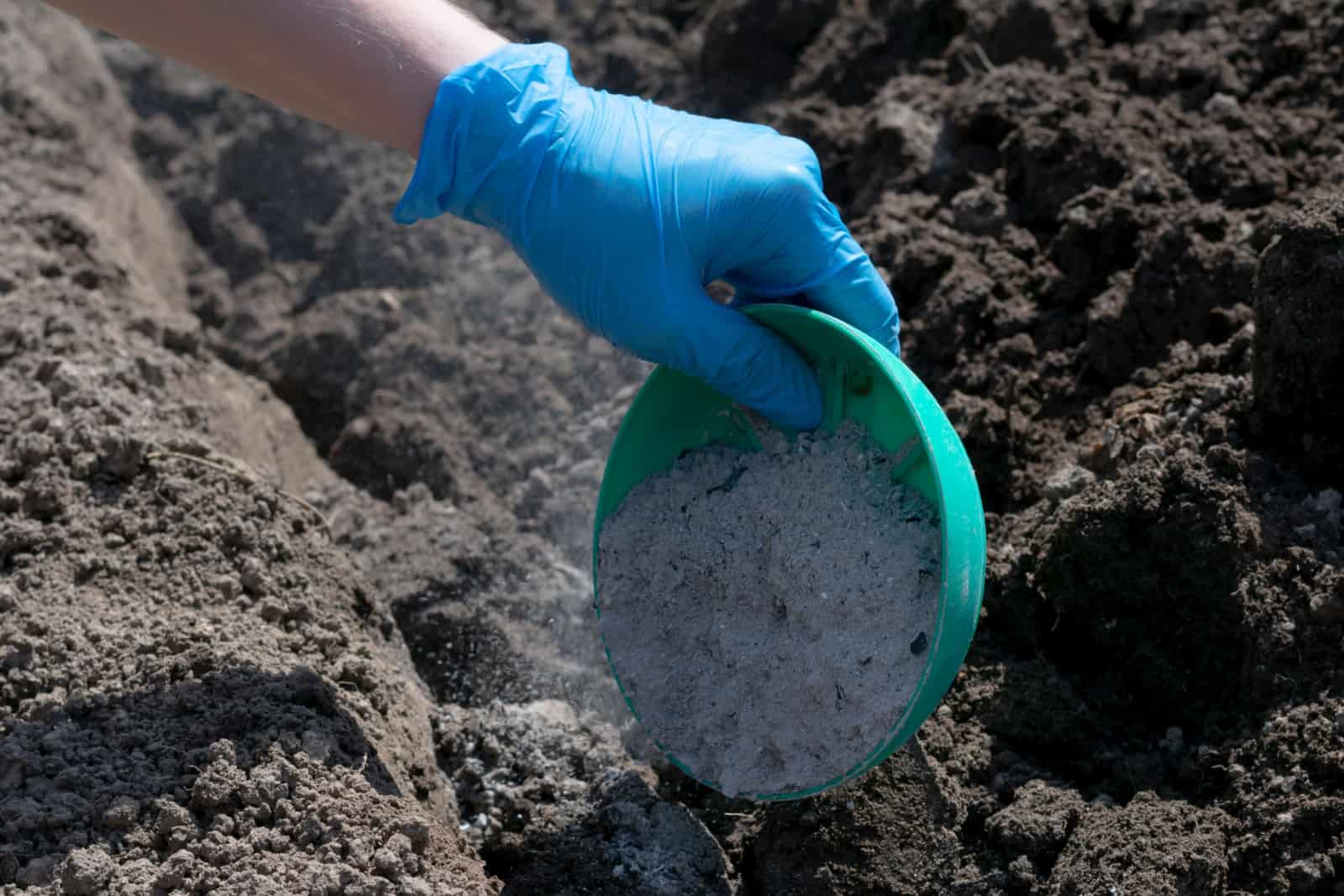 Gardener's hand in blue glove holds ash container and pours in soil