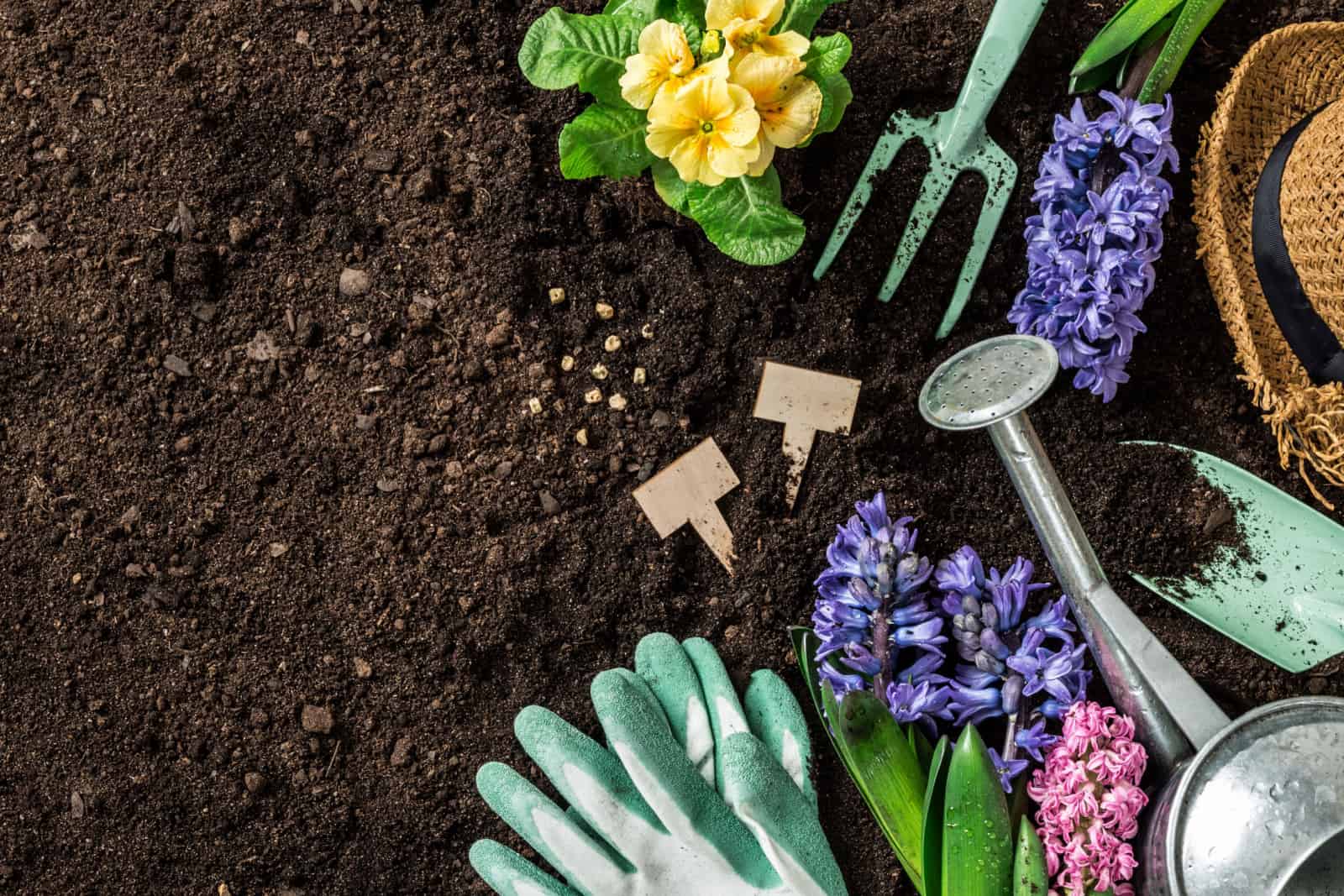 Gardening tools, hyacinth flowers, watering can and straw hat on soil background