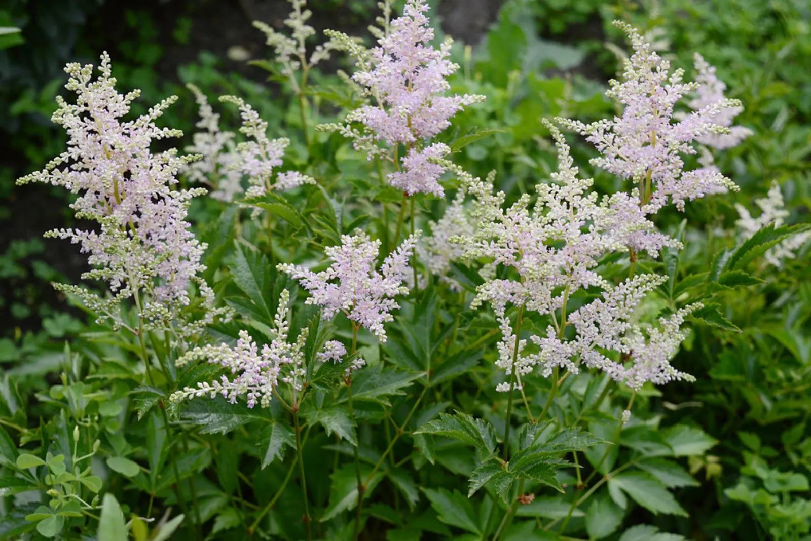 Goat’s Beard