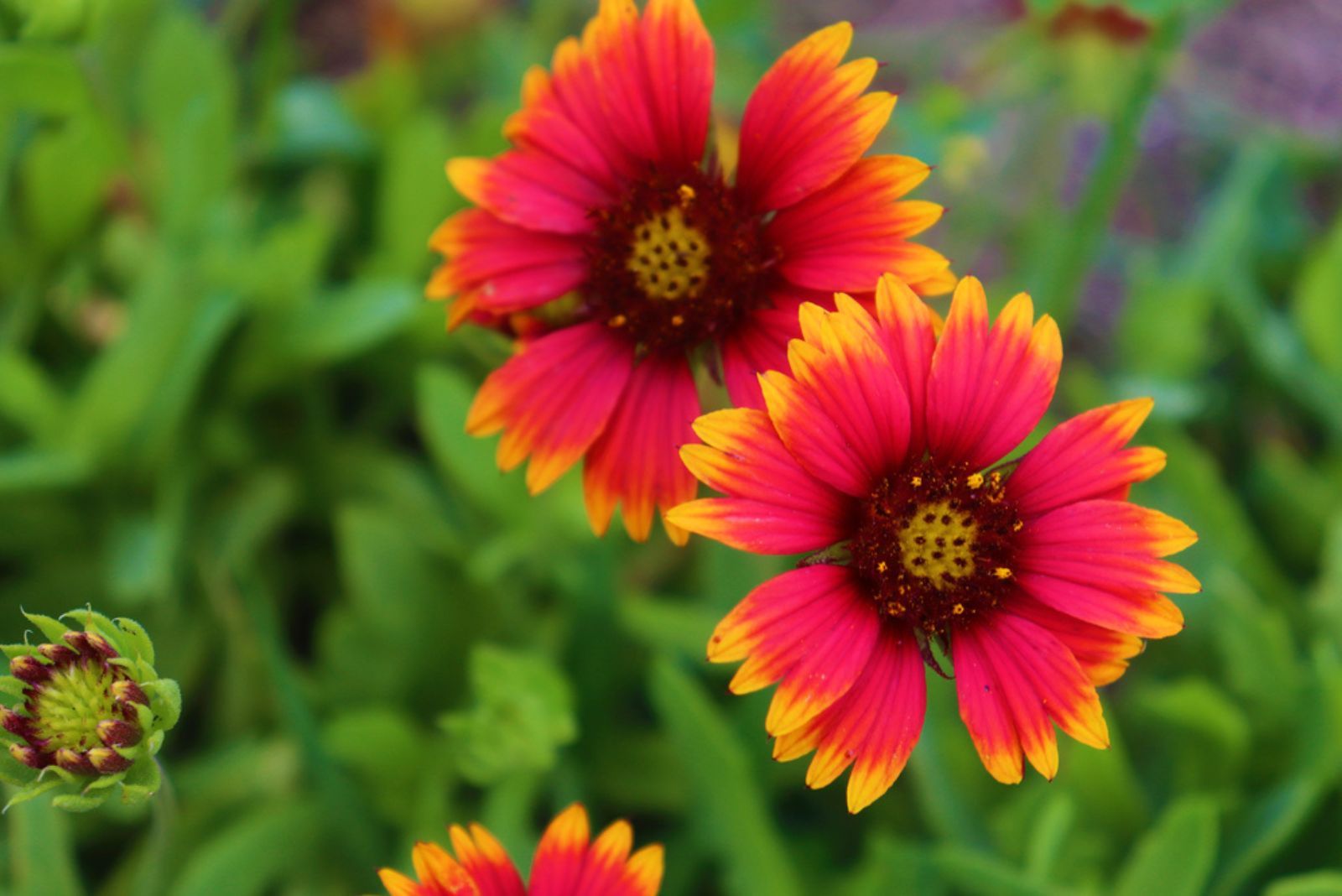 Goblin Gaillardia flowers