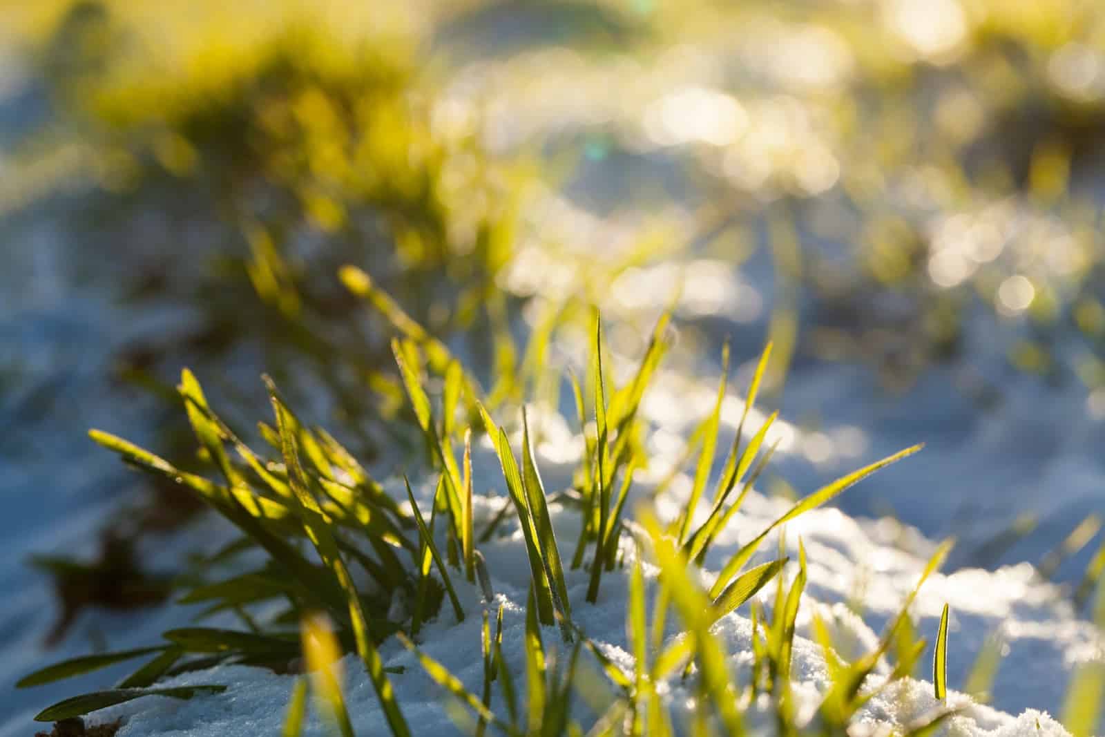 Grass covered with snow and ice in winter