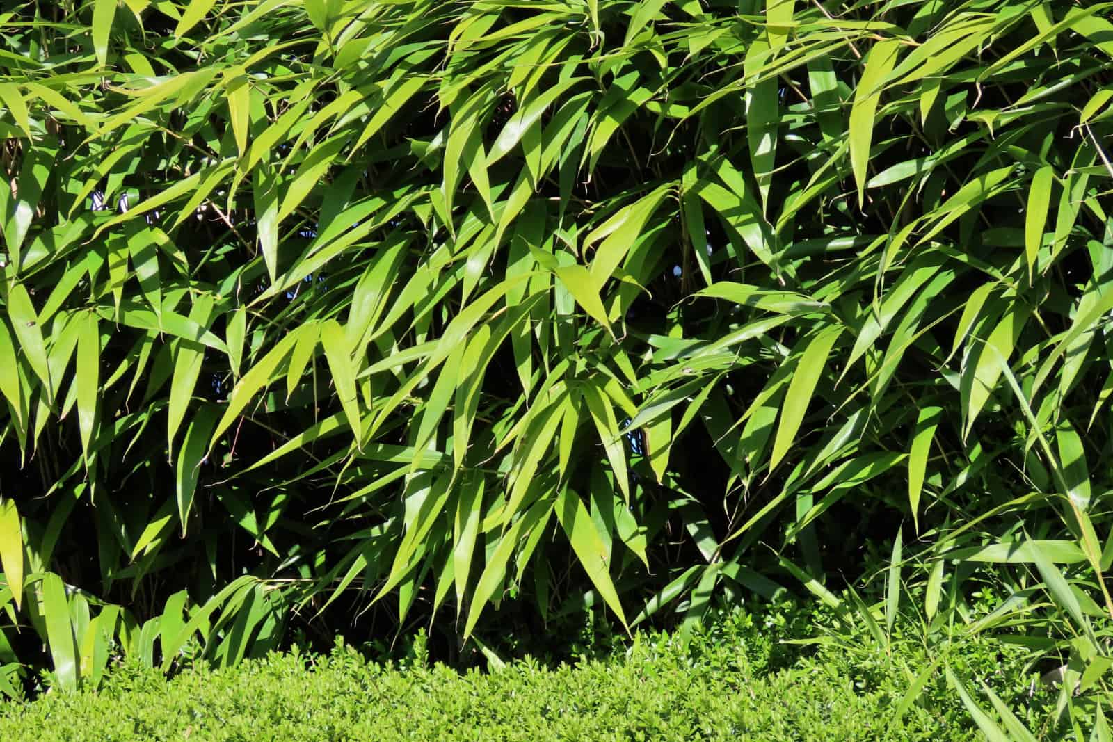 Green bamboo plants forming an even and thick hedge