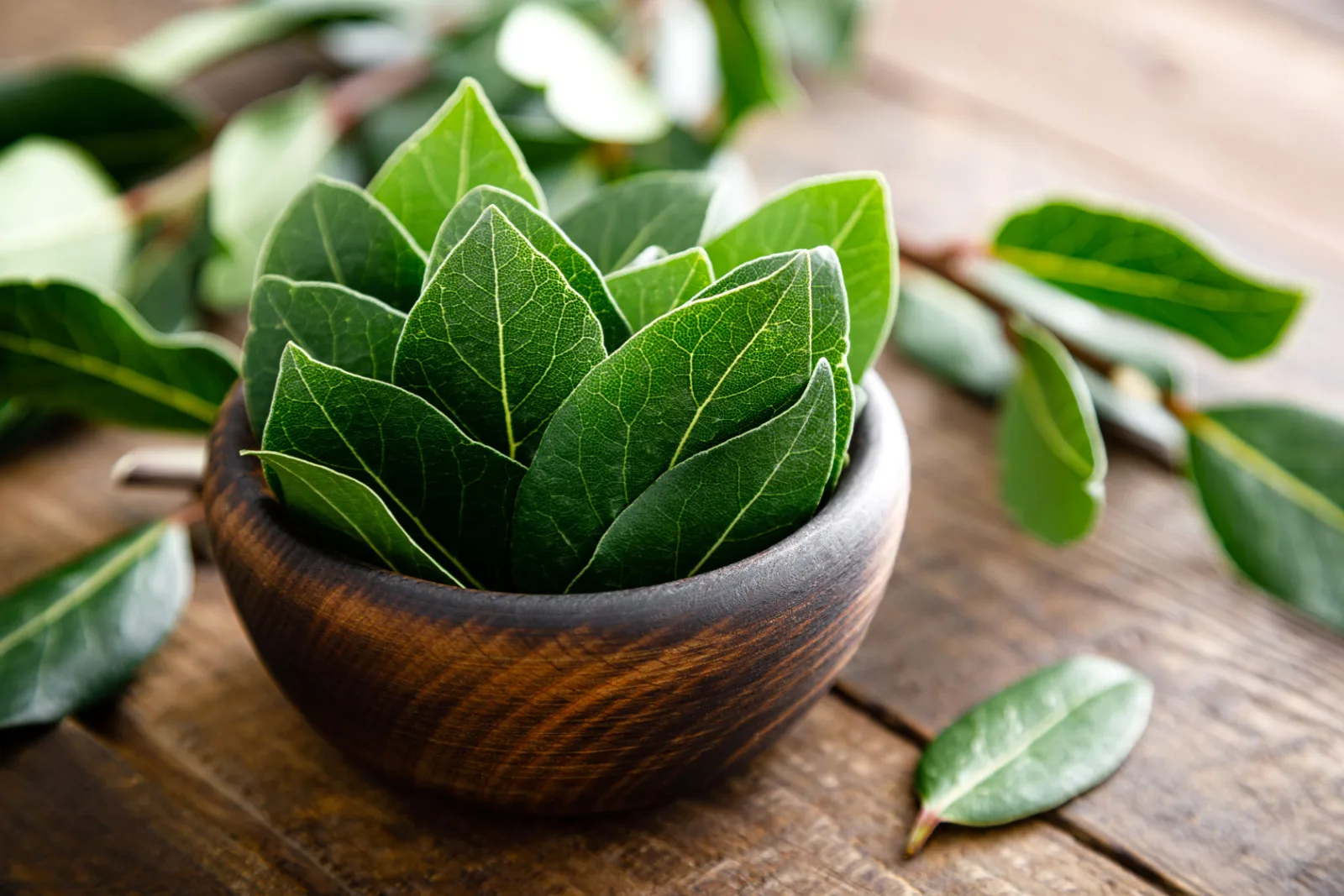 How To Grow A Bay Tree & 5 Best Bay Leaf Uses