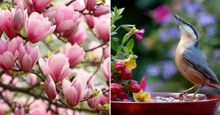 best trees to bring songbirds