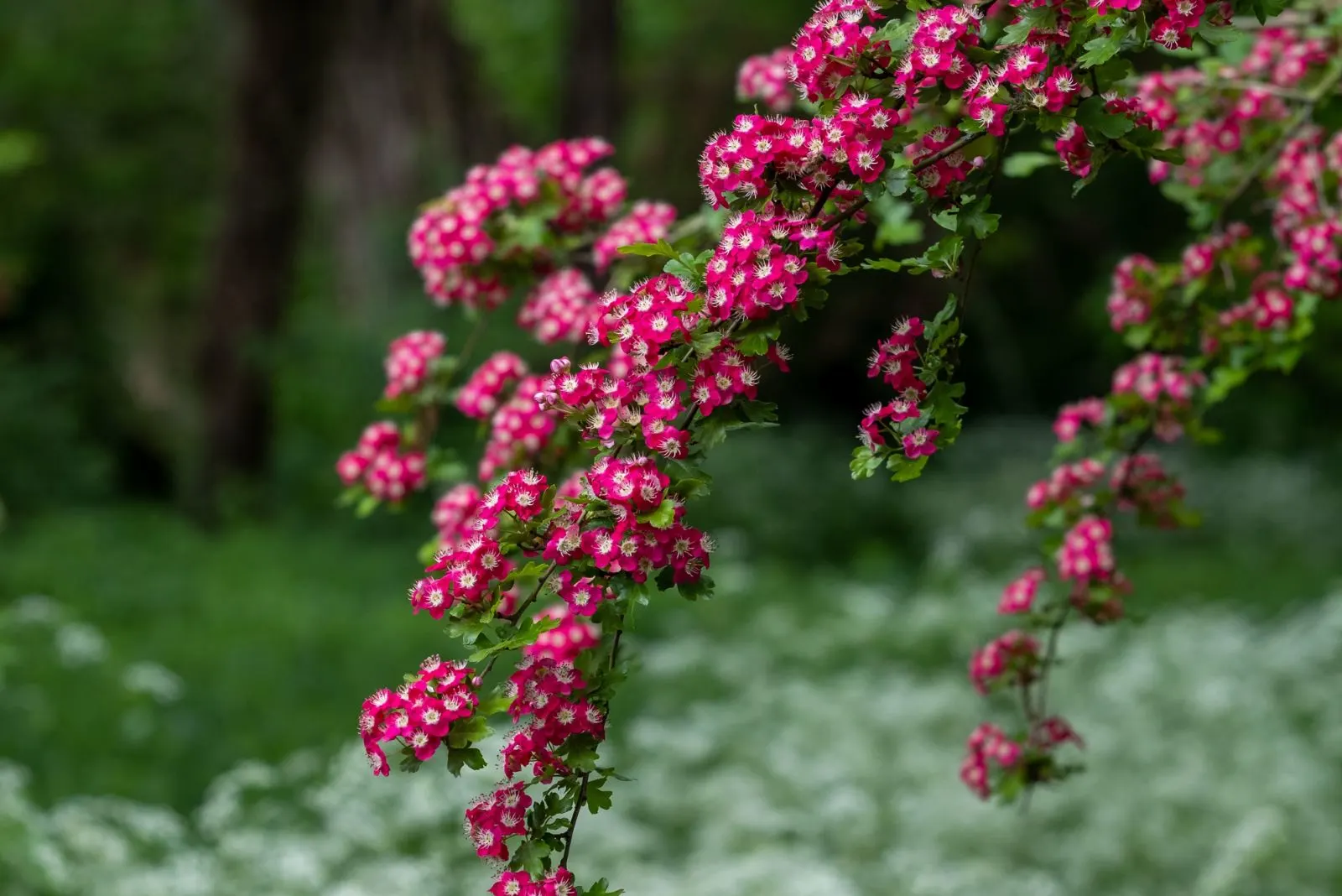 Grow These 9 Trees To Attract Songbirds Into Your Backyard