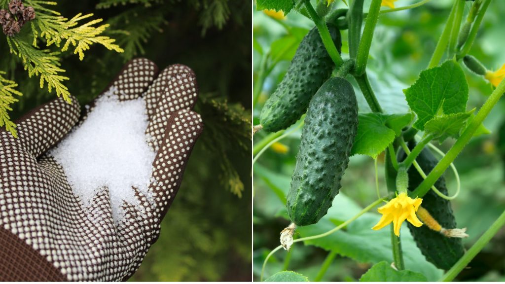 Here’s Why Adding Epsom Salt Will Help Your Cucumbers Thrive
