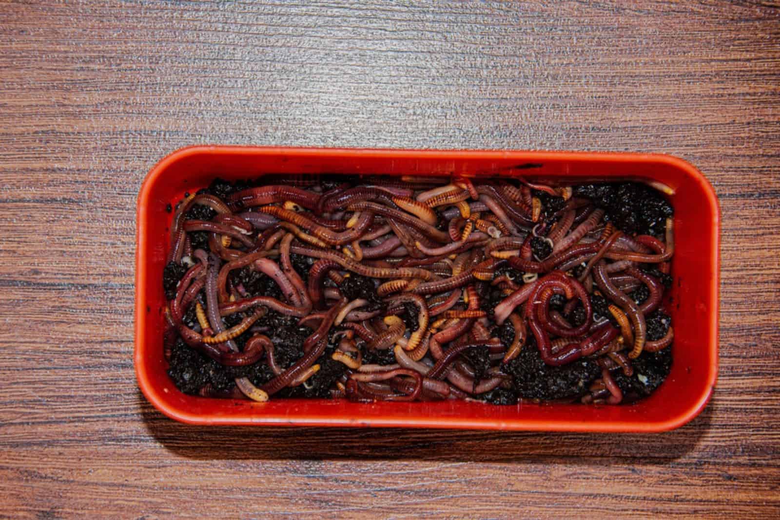 red worm box