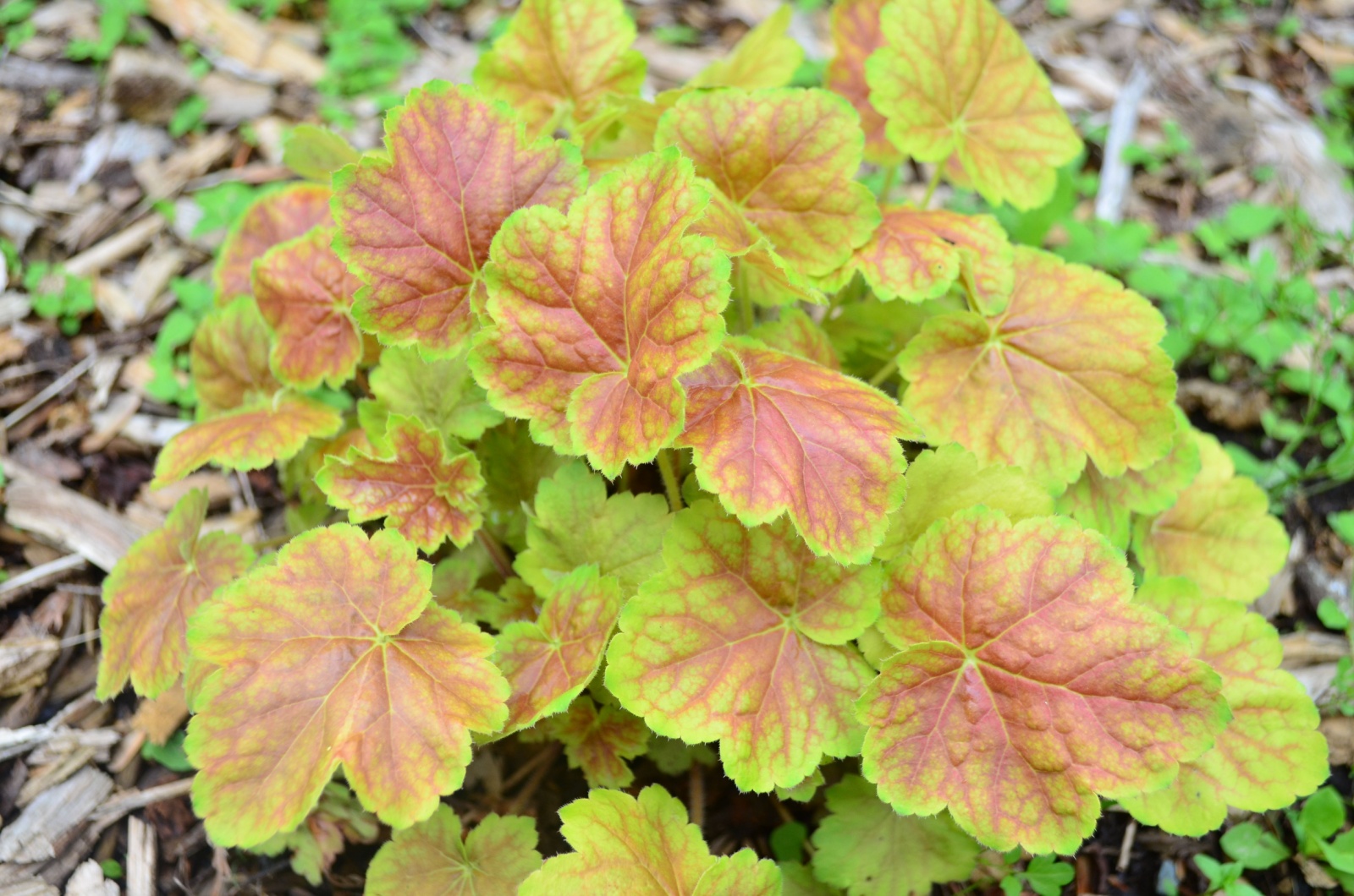 Heuchera 'Delta Dawn'