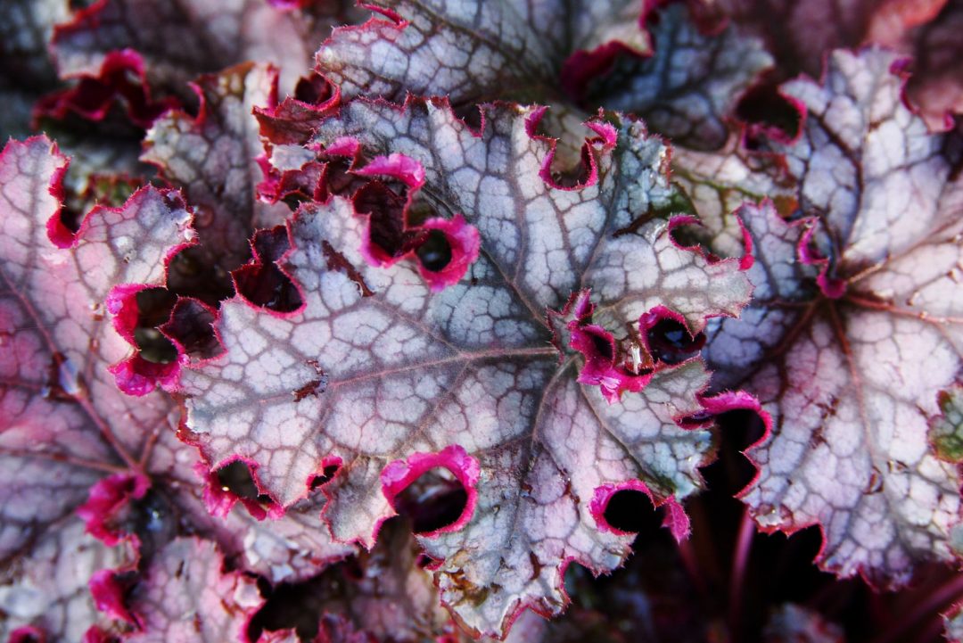 15 Heuchera Varieties That Can Transform Your Shaded Garden