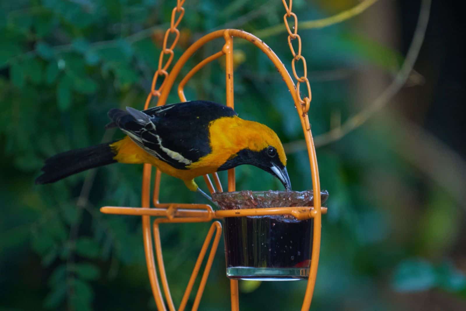 Hooded oriole on a feeder eating grape jelly