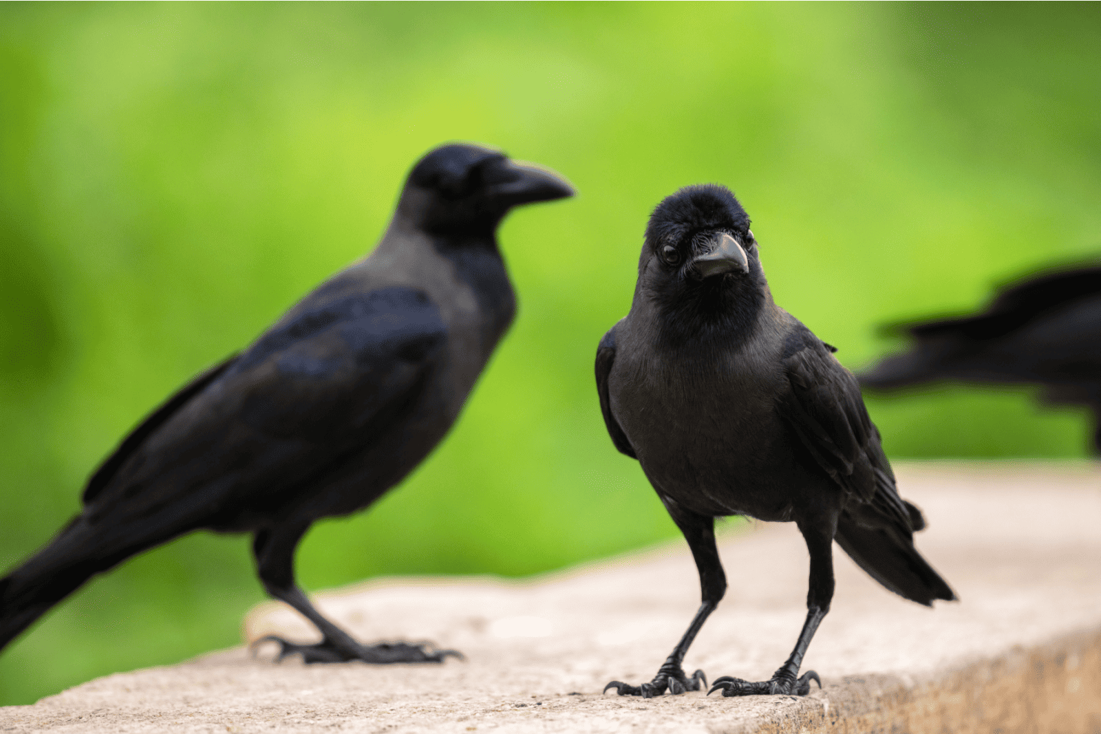 How To Attract Crows To Make Your Garden Pest Free