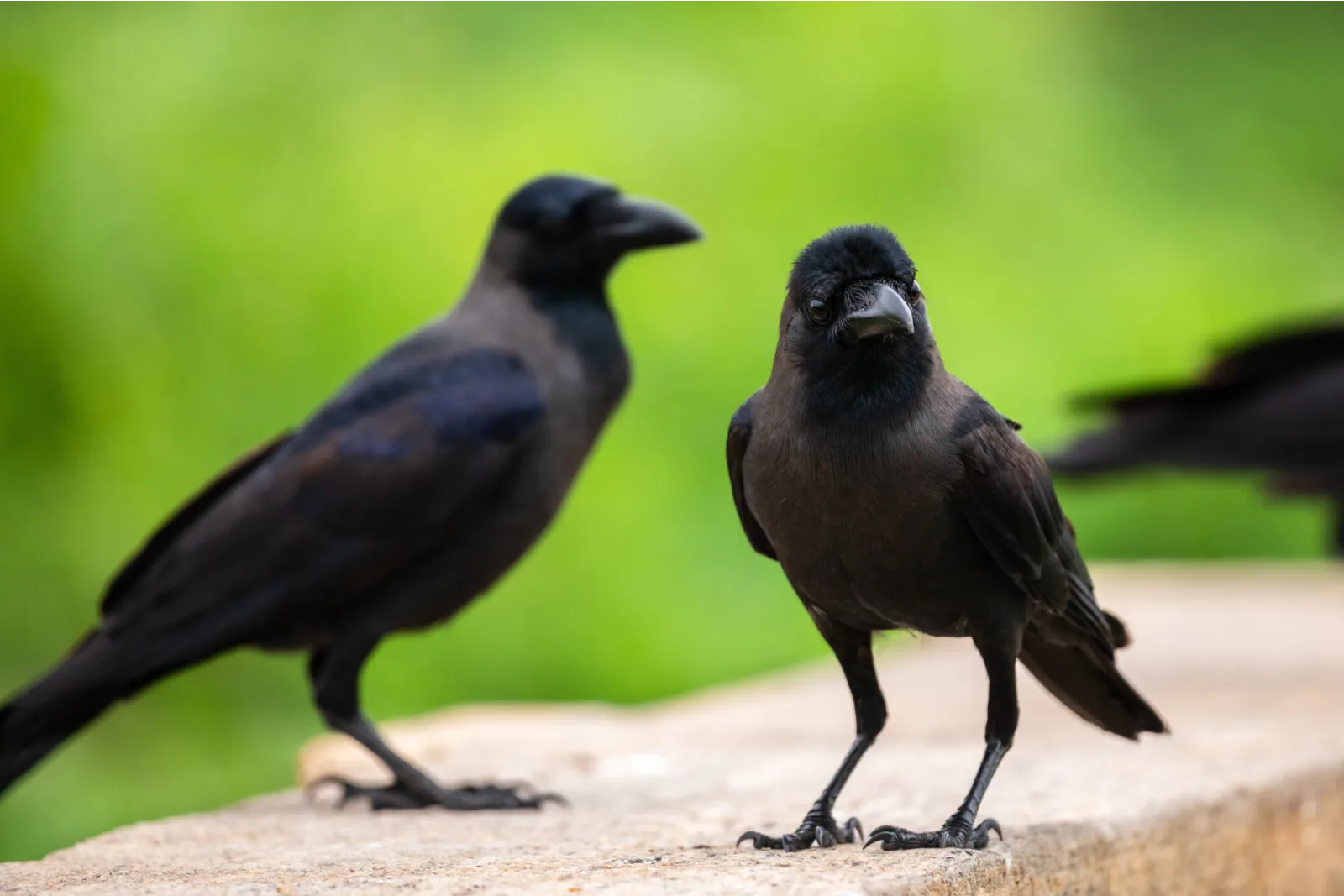 Attracting Crows to Your Yard: Creating a Crow-Friendly Environment