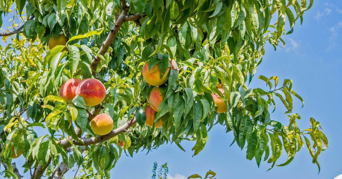 How To Grow A Peach Tree From Planting To Harvest 6923