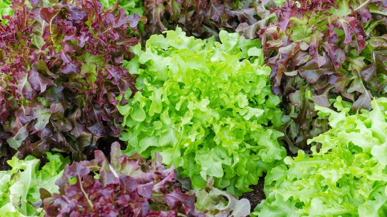 photo of green and purple lettuce